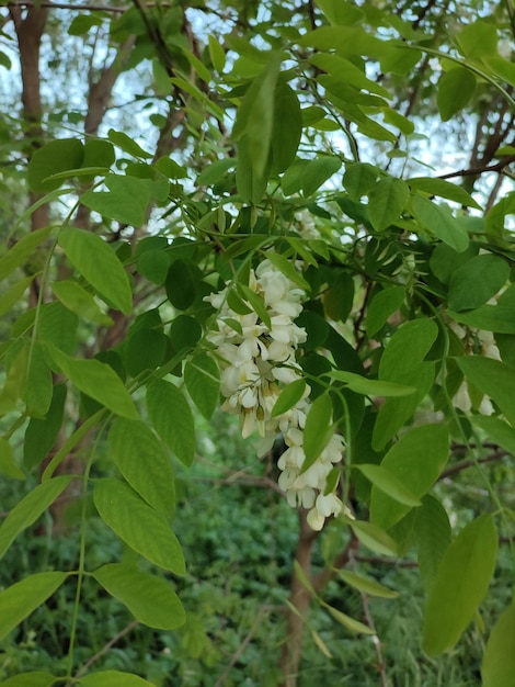 A tree with white flowers that are hanging from it