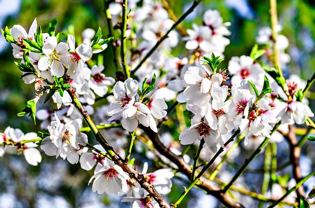 a tree with white flowers that say spring is coming