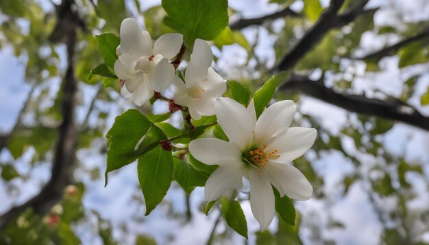 Photo a tree with white flowers that say  spring