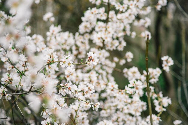 A tree with white flowers with a red dot on it