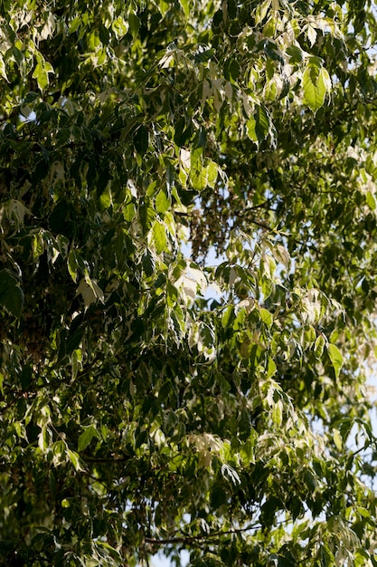 Un albero con fogliame bianco e verde