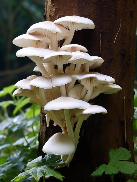 a tree with white mushrooms growing on it