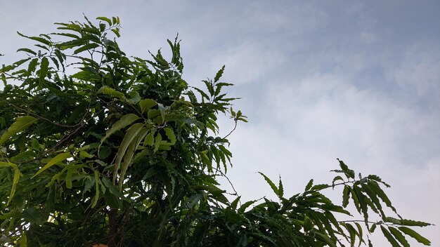 A tree with the word mango on it