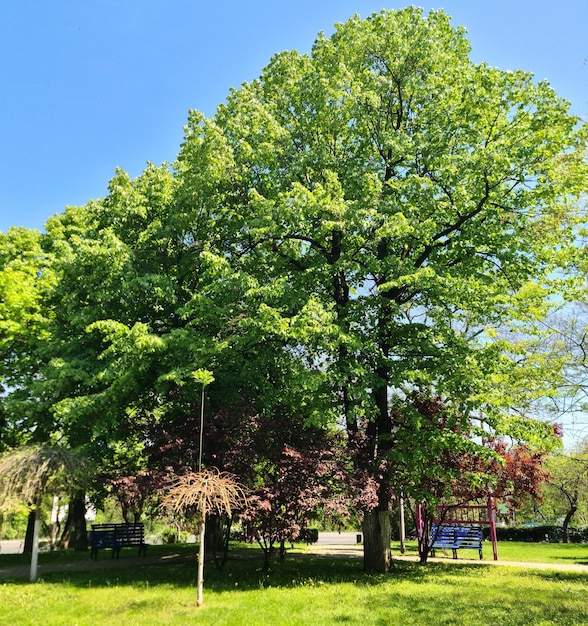 A tree with the word " maple " on it