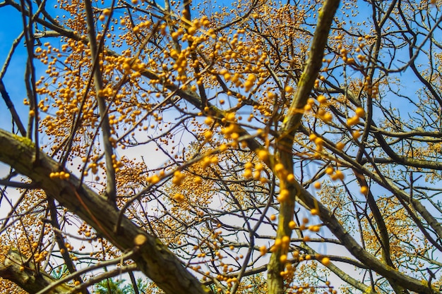 Photo a tree with yellow berries on it
