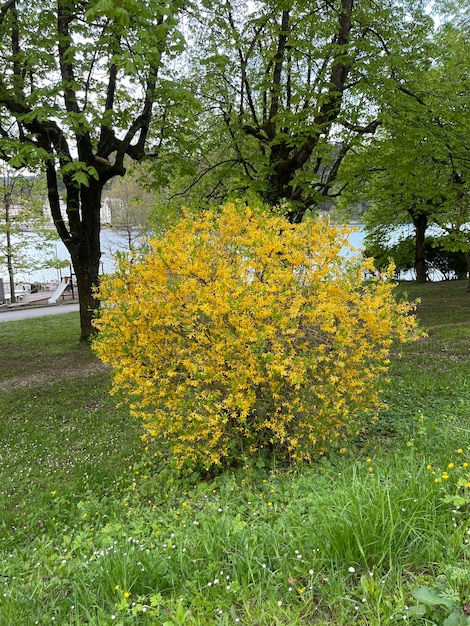 前景に黄色い花が咲く木。