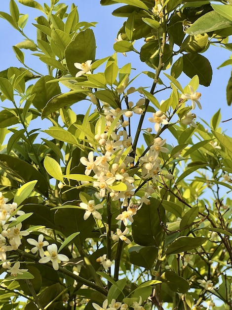 Photo a tree with yellow flowers and green leaves with the word honey on it