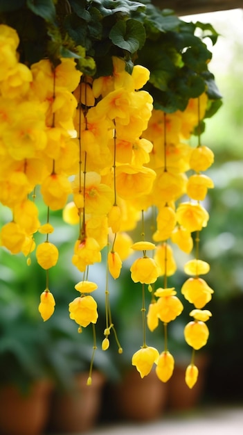 A tree with yellow flowers hanging from it