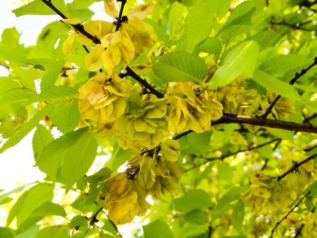 A tree with yellow flowers and leaves that say hops.