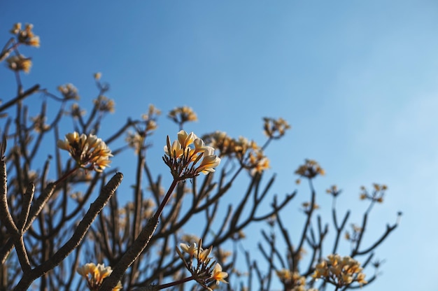 A tree with yellow flowers in the sky