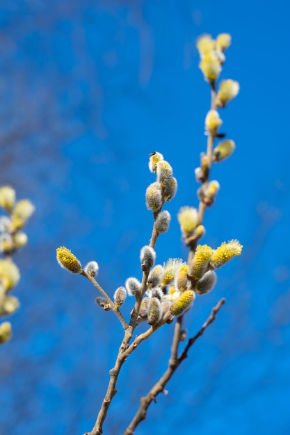 A tree with yellow flowers in the spring
