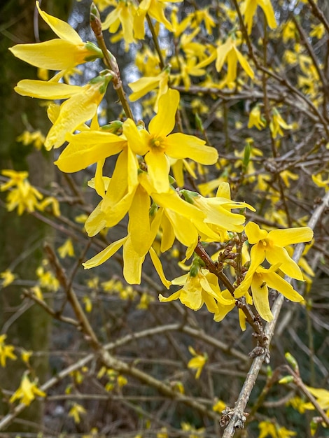 봄에 꽃이 피는 노란색 꽃이 있는 나무
