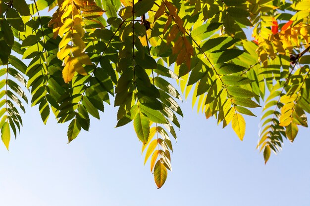 秋の紅葉の間に黄色、緑、赤の葉を持つ木、公園の青い空を背景に写真のクローズアップ、