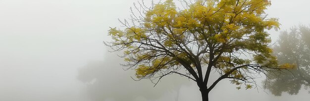 Photo a tree with yellow leaves in the foggy weather on a hill side in the fall or winter time a matte