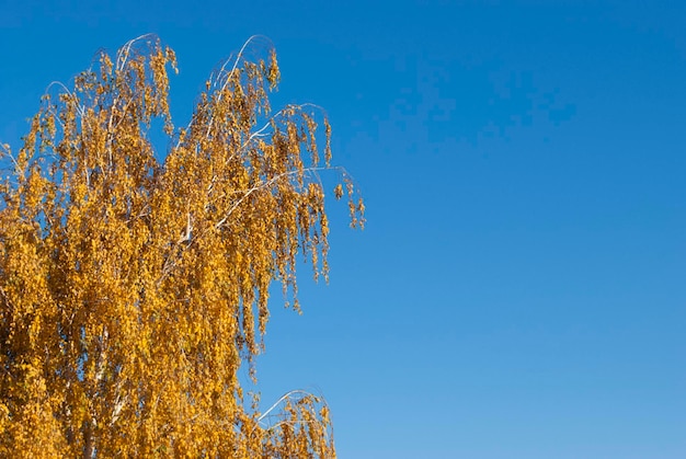 Un albero con foglie gialle davanti a un cielo blu chiaro.