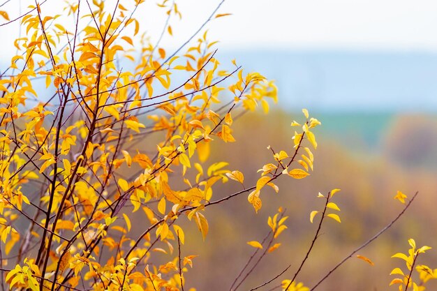 Tree with yellow leaves near a field on a blurred background