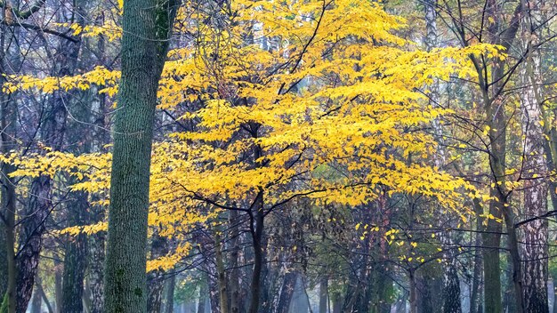 秋の公園に黄色の葉を持つ木