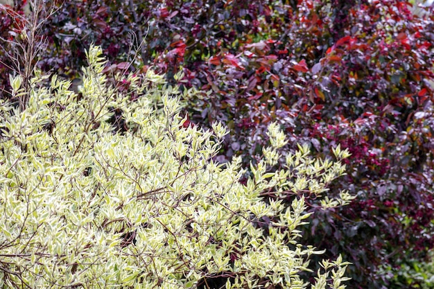 A tree with yellow leaves and a red leafed tree in the background