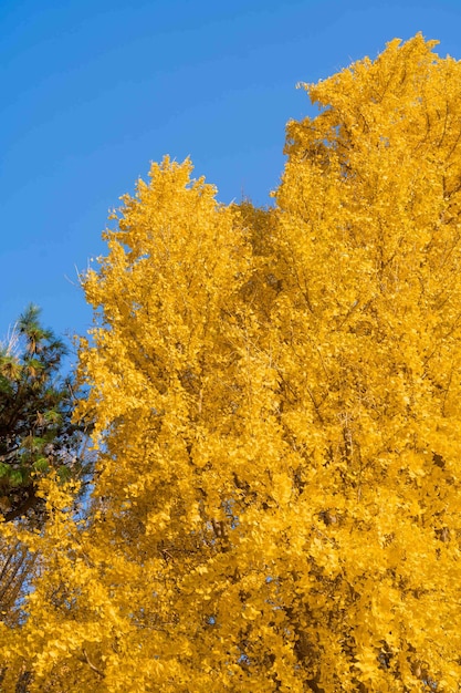 「黄色い木」と書かれた黄色い葉っぱの木
