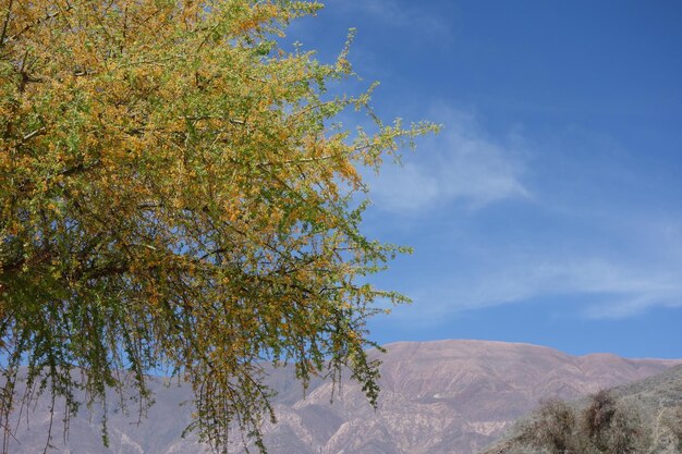 Foto un albero con foglie gialle