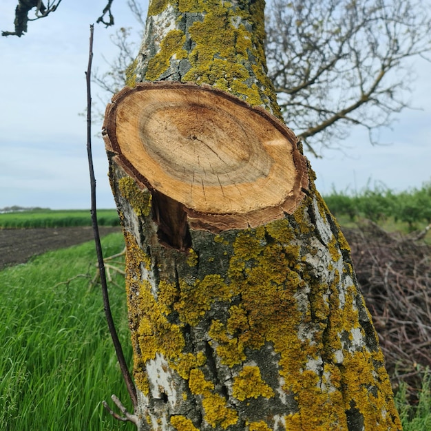 A tree with a yellow moss on it and a tree trunk with a tree trunk with a large hole in it.