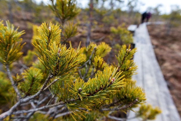 A tree with yellow needles on it