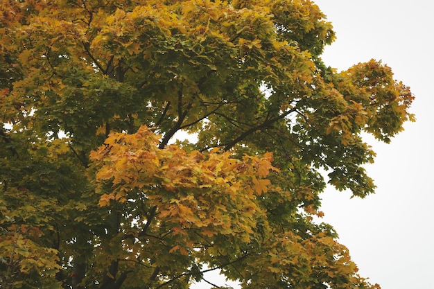 空を背景に黄ばんだ紅葉の木