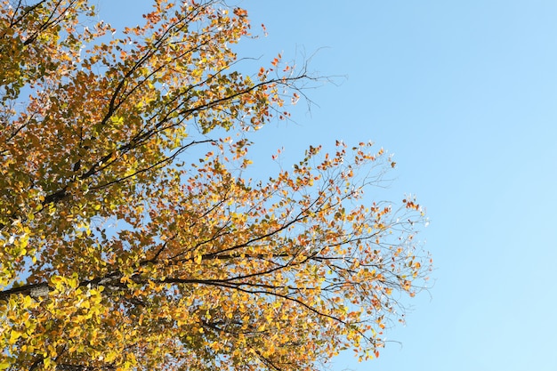 Tree with yellowed leaves against blue sky