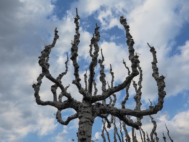 Tree without leaves against sky