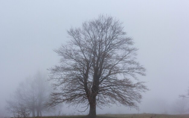 A tree without leaves in autumn in the fog.