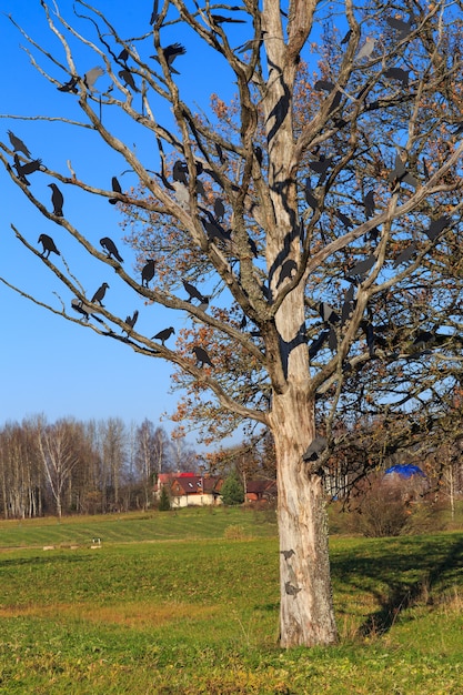 a tree without leaves in a field and a lot of crows are sitting on it