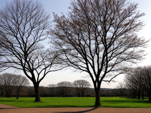 Photo a tree without leaves landscape