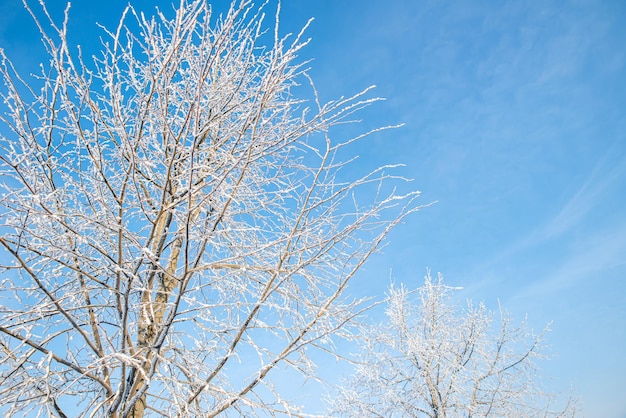 Tree without leaves with branches covered with white snow