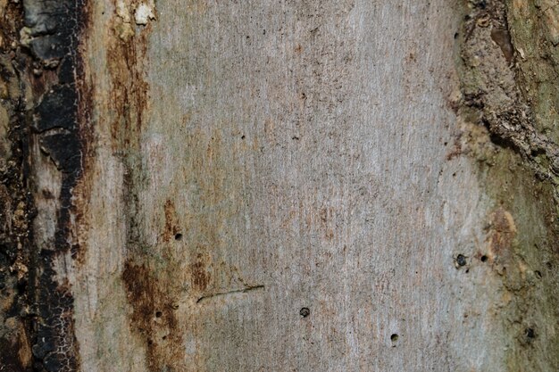 tree wood texture