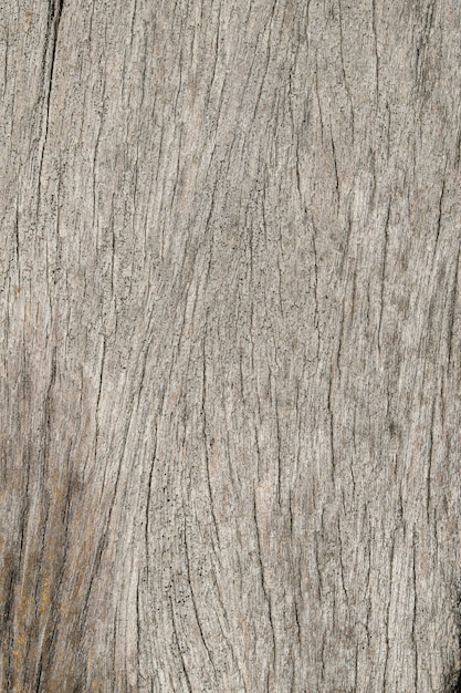 tree wood texture