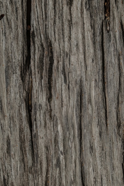 tree wood texture