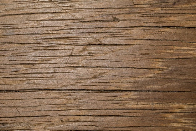 tree wood texture