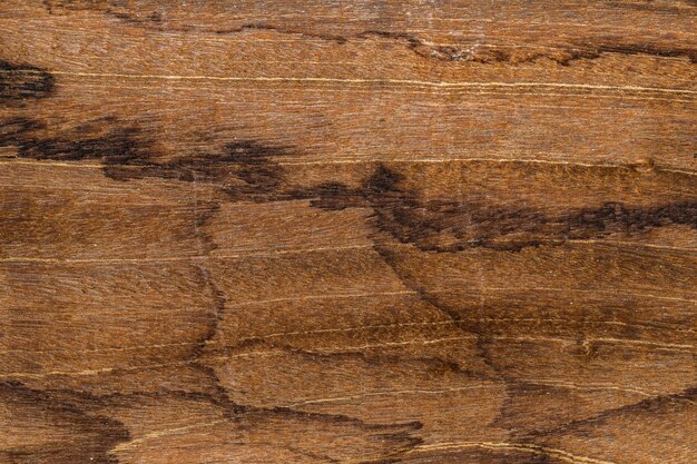 tree wood texture