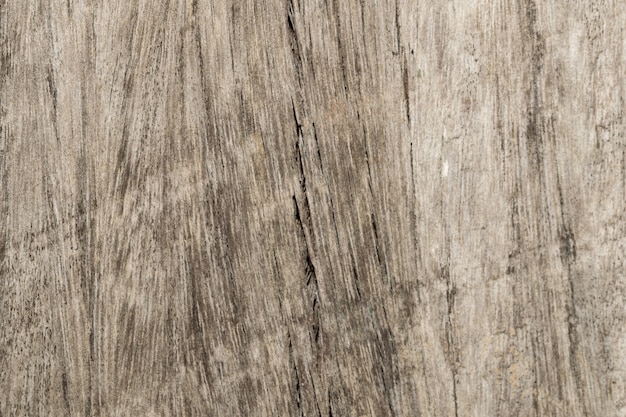 tree wood texture