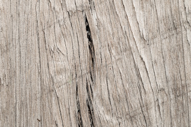 tree wood texture