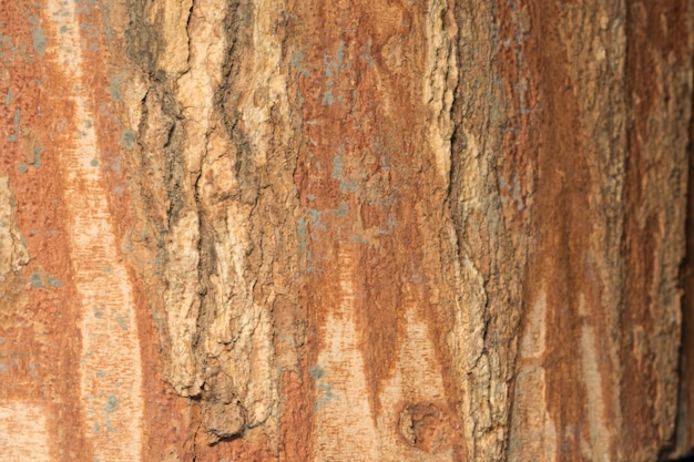 Foto struttura di legno dell'albero