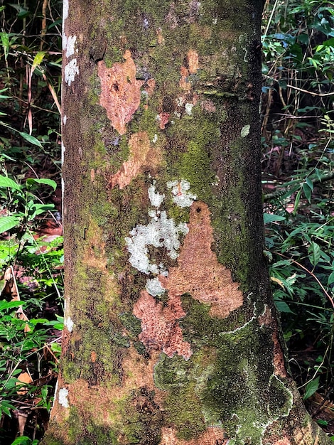 Foto struttura del tronco di legno dell'albero, primo piano