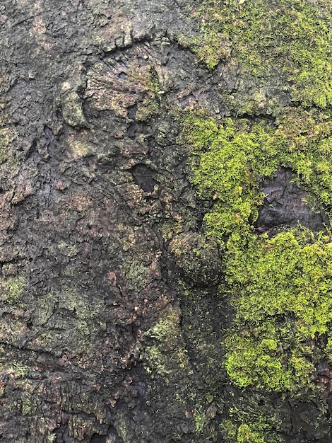 Photo tree wood trunk texture, close-up