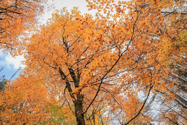 Tree in Yedigoller National Park Turkey