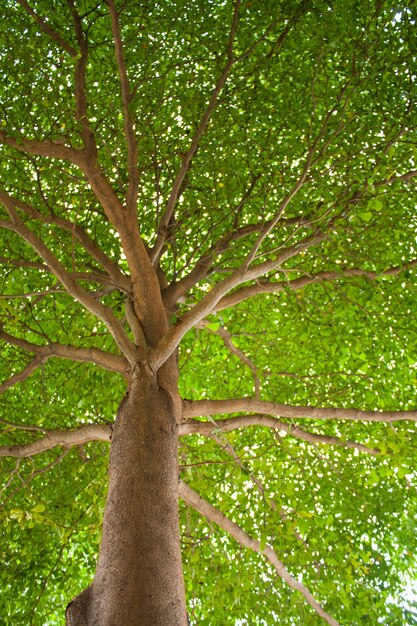 Foto sotto l'albero.