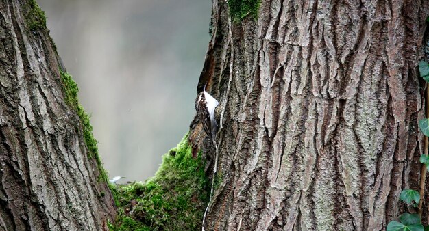 Treecreeper карабкается по стволу дерева