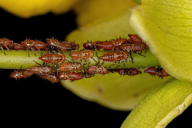 Нимфы древесных прыгунов Насекомые семейства Membracidae