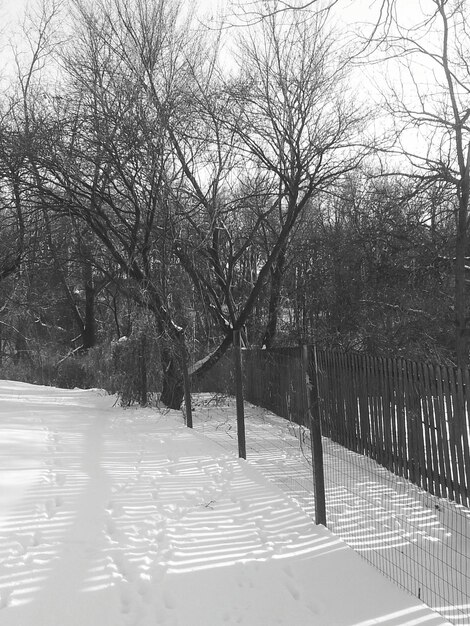 Photo treelined footpath along bare trees