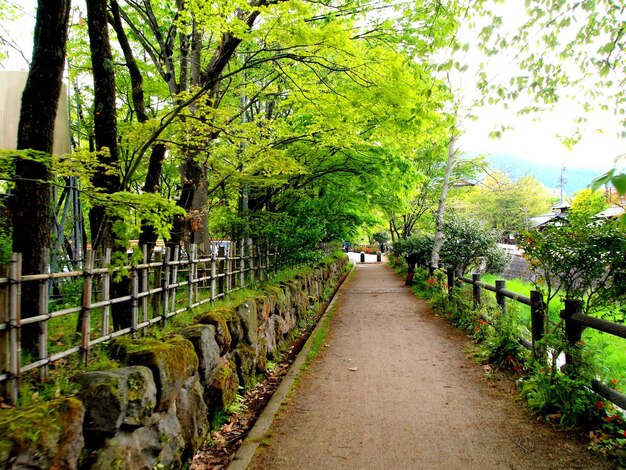 写真 木々に囲まれた歩道