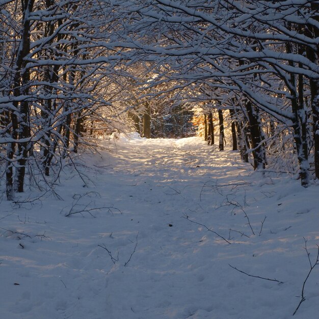 Foto cammino a piedi alberato